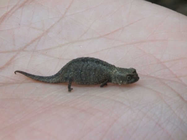 Tiny Chameleon on hand Madagascar