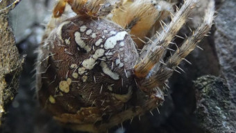 An indispensable element of trips to the forest for mushrooms - spiders