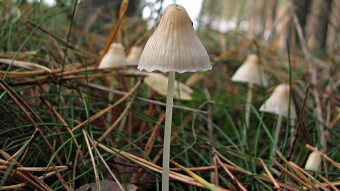 Mushrooms occurring in Europe - Mycena epipterygia