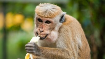 Two instant gratification faucets – possibly time sensitive