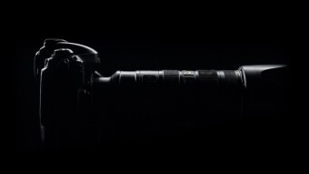 Phlebia radiata (Radiant varicose veins) - autumn arboreal mushroom