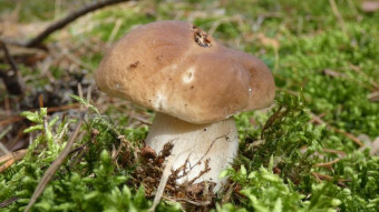 A few beauties from today's collection, Boletus Edulis