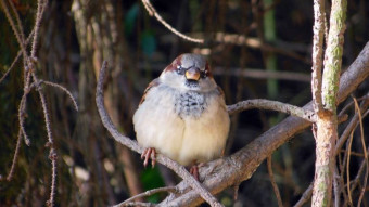 A bit about sparrows that have gained a lot of weight, and nuthatches are eating more and more boldly from your hand