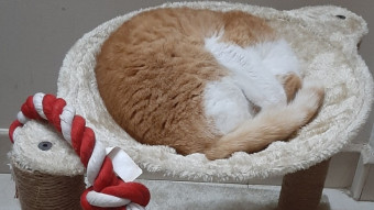 The perfect Cat Merchandise gift for Garu to pamper his sleeping self