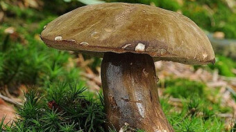 Mushrooms occurring in Europe - Porphyrellus porphyrosporus