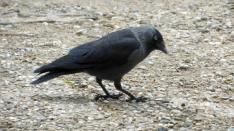 Crows - ordinary jackdaw, with extraordinary intelligence