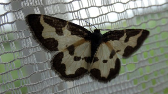 Clouded border on a curtain in a country house