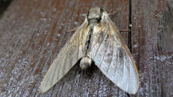 Sphingidae look like moths, but they are butterflies