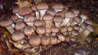Fascinating mushroom shapes - Armillaria mellea