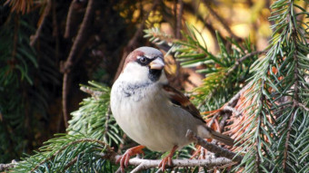 Passerine domination on my favorite bench
