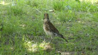 Fieldfare (Turdus Pilaris) Bird rare