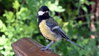 Tits, sparrows, and ducks are in very limited numbers. Why?