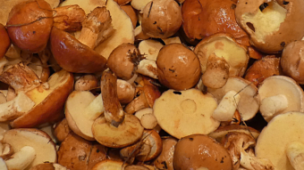 Mushrooms occurring in Europe - Suillus grevillei