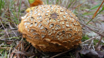 Mushroom Safari - Lemon Mushroom (Scleroderma citrinum)