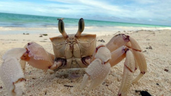 Ocypode Ryderi - Crabs in Zanzibar