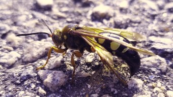 |[ Risk Redux: Vol.1;  Return to Player (RTP) ]|