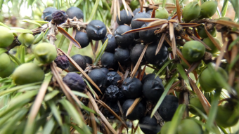 Juniper (Junipers) - home use, tincture of juniper with habanero