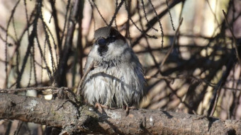 Ways to maintain hygiene - common sparrows