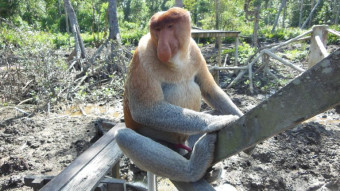 Borneo, Labuk Bay Proboscis Monkey Sanctuary - My journey through Asia