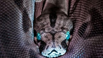 Snake Island: The bizarre true story of Earth’s most venomous isle