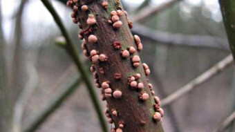 Mushrooms occurring in Europe - Nectria cinnabarina