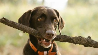 The Summer of DOG..... (how's that workin' for ya?)