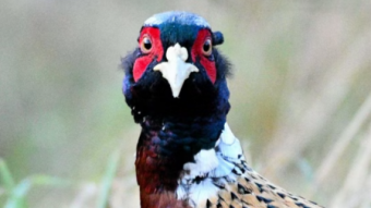 Tally Ho! Have we found the pheasant?