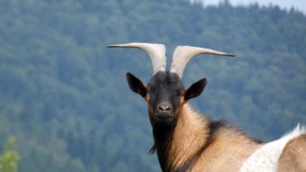 Mountain goat, leader of the herd - Polish low Beskid, Gorce