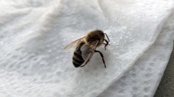 It seems like a trivial thing, but it's fun - saving the bee