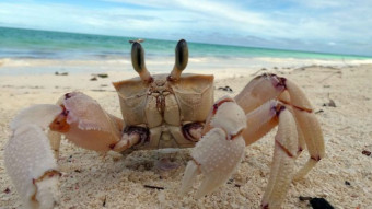 Ocypode Ryderi - Crabs in Zanzibar