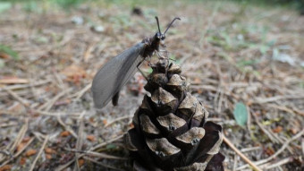 An antlion spotted in the Jura, often confused with dragonflies - an adult