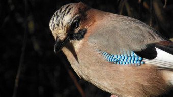 As usual, the jay isn't going anywhere anyway, so she dropped by for a photoshoot