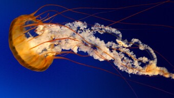 The redeeming of Crypto.com - UNI and DOT