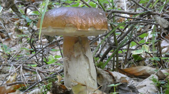 Mushrooms occurring in Europe - Boletus edulis