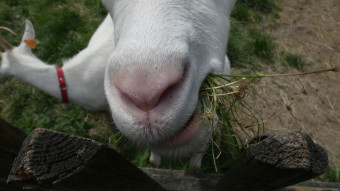 Walks around open-air museum