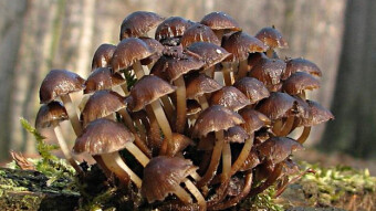 Mushrooms occurring in Europe - Mycena tintinnabulum