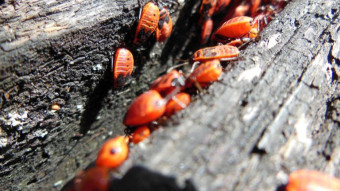 This bug looks dangerous, but that's just an appearance