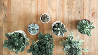 Fascinating mushroom shapes - Ganoderma applanatum