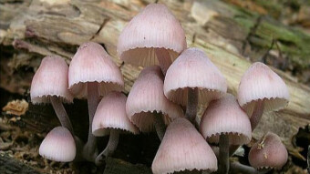 Mushrooms occurring in Europe - Mycena haematopus