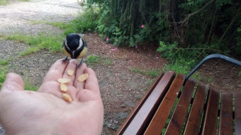 It took some time before the tits were eating from my hand