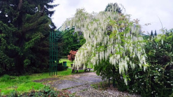 Still cold, windy and rainy, but spring-like and green - My Actifit Report Card: May 18 2025