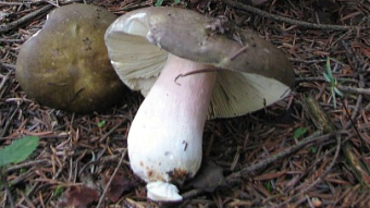 Mushrooms occurring in Europe - Russula olivacea