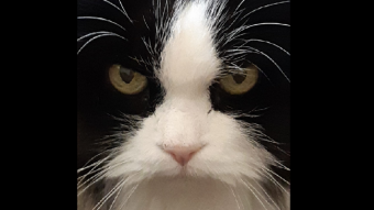 Sin Eater Logs (EY 2020) The Prime Subject: Pretty