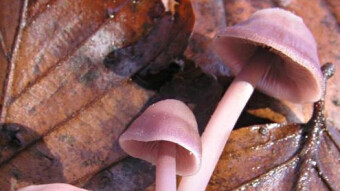 Mushrooms occurring in Europe - Mycena pura