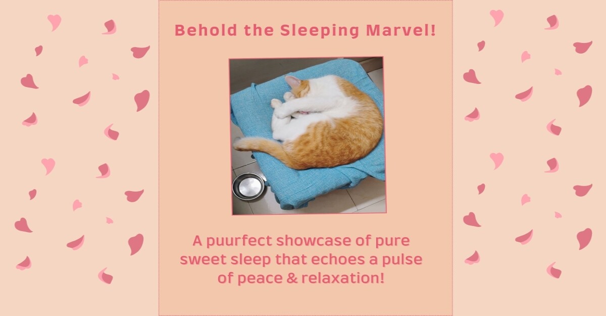 sleep peace meme cat pet lifestyle