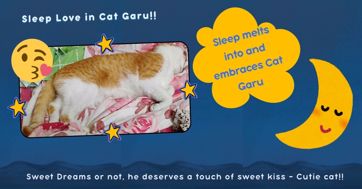 cats pets meme life love