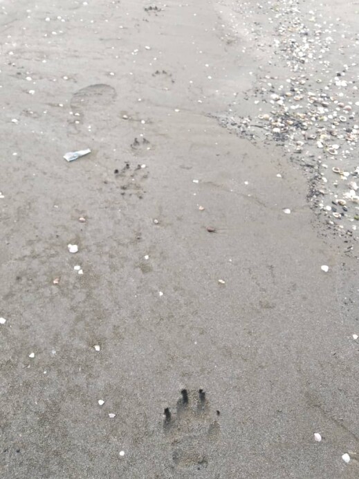Discovering Mysterious Footprints While Running on The Beach