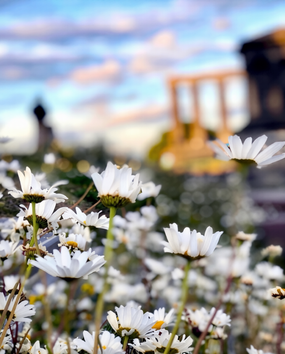Colton Hill, sea of daisies at sunset, Edinburgh Museum and University of Glasgow