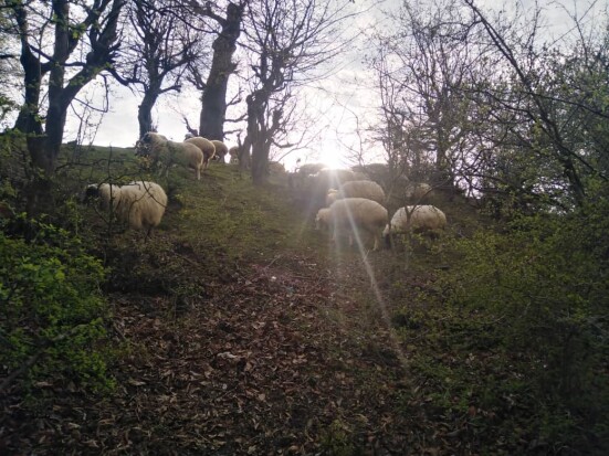 Morning Hike among Lady Friends, Photography of Nature