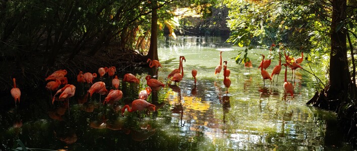 Flamingos 1